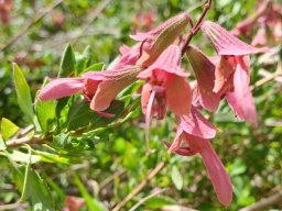 Salvia lanceolata leaves